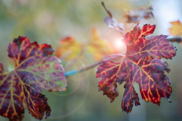 Foglame rosso di autunno nel raggio di luce