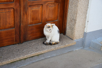 Cute / Skinny / Stray Cat from the Camino de Santiago Piligrimage Through Hike, Along the French Way, Galicia, Northern Spain