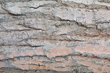 wood texture close up