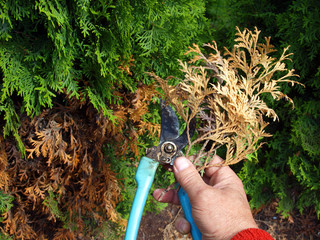 Pruning thuja