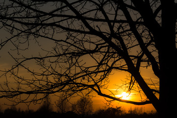 sunset among the branches of trees