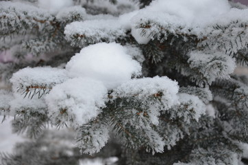 Closeup of Christmas tree , snow flake. Christmas and New Year holiday background. 