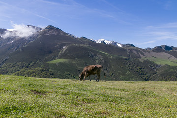 Lonely cow in a mountain landscape