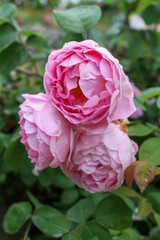 Beautiful pink roses bush in the garden surrounded by many green leaves