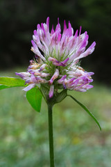 closeup of white and lilac mountain flower