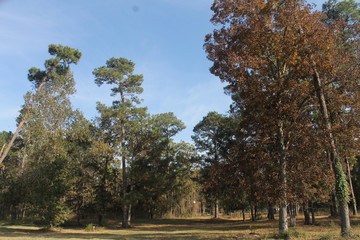 Fototapeta premium autumn in the park