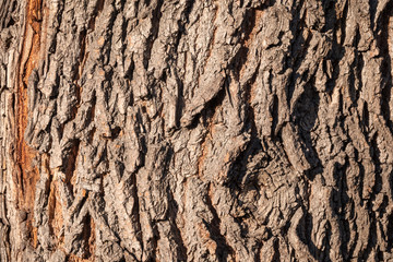 Texture of the bark of old maple tree