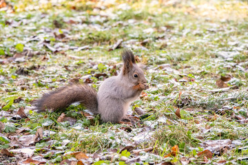 Autumn squirrel sits on green grass with yellow fallen leaves covered with first snow. Eurasian red squirrel, Sciurus vulgaris