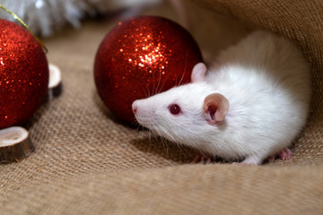 Symbol of the New Year. Rat with Christmas toys.