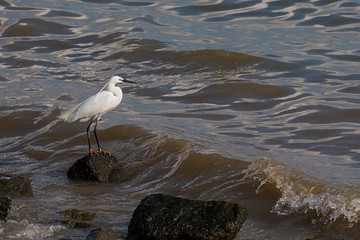 A stork is standing on the banks of the river. White stork is a beautiful bird. Animal world, nature, free bird