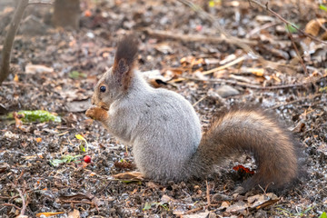 Squirrel eats nuts on fallen leaves covered with first snow. Eurasian red squirrel, Sciurus vulgaris