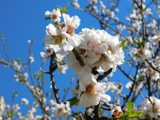 Almond tree, or Prunus dulcis, or amygdalus flowers