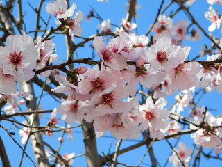 Almond tree, or Prunus dulcis, or amygdalus flowers