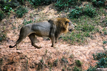 Fototapeta na wymiar Proud animal king of beasts lion. Cat family. Beautiful, cute, strong, power