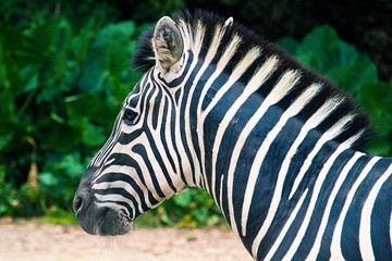 Fototapeta na wymiar Zebra on a safari. Beautiful exotic animal. Stripes black and white