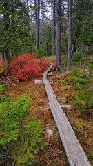 Log path in the woods