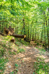 Mountain path with cut tree