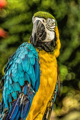  Parrot with a bright plumage. Lovely beautiful bird. Beak, feathers, portrait, cute, funny parrot