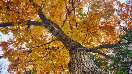 Looking up at the tree