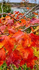 maple leaves in autumn