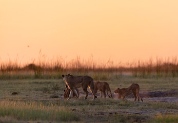 Fototapeta premium A pride of lions walking into the sunset