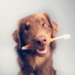 Hund mit Zahnbürste