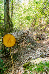 Cut and felled mountain pine tree