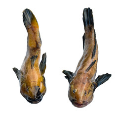 Freshwater bullhead fish