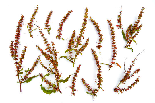 Medicinal plant Sorrel Horse. Herbal medicine. Isolated rumex confertus on white background.