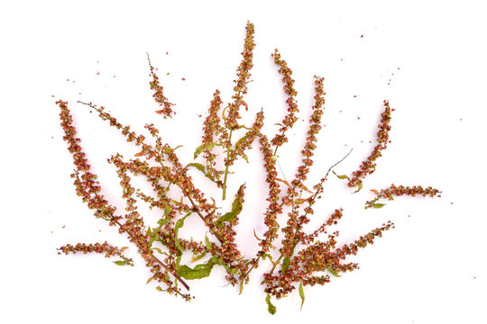 Medicinal plant Sorrel Horse. Herbal medicine. Isolated rumex confertus on white background.