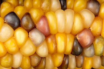 Cob corn Indian macro