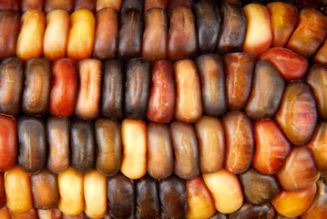 Cob corn Indian macro