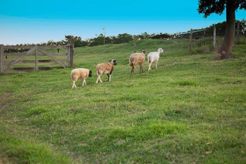 Fototapeta na wymiar lambs in a field