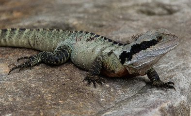 sydney water dragon