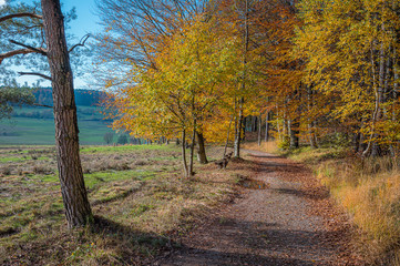Fototapeta na wymiar Goldener Oktober im Odenwald, Grasellenbach