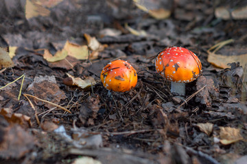 Two small young amanita mushrooms in city park in Siberia. Front view from above.