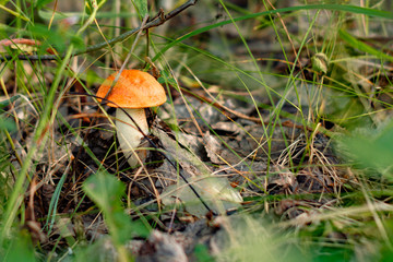 Mushroom boletus in the summer forest. Front view from above.
