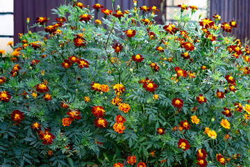 Shrub marigolds are finely colored (lat. Tagetes patula) orange and dark red flowers near fence....