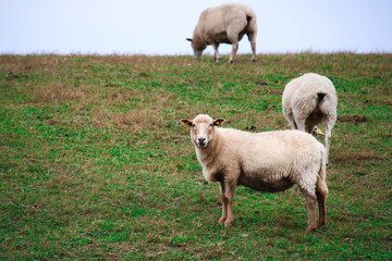 sheep to make wool in a meadow