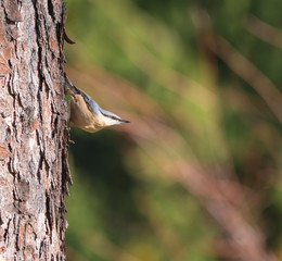 Close up wood Nuthatch or Eurasian nuthatch, climbing on larch tree trunk with head down. Green...