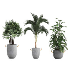 3d illustration of palm trees in a pot on a white background