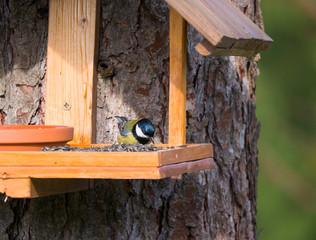 Close up Great tit, Parus major bird perched on the bird feeder table with sunflower seed. Bird feeding concept. Selective focus.