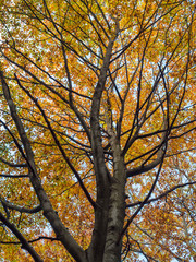 Obraz premium look up to big orange autumn beech tree crown against blue sky