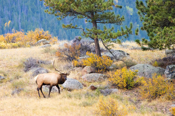 Obraz na płótnie Canvas Elk Herd on a Beautiful Rocky Mountain Evening