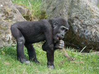 Portrait of small cute Western lowland gorilla infant baby, Gorilla gorilla eating or chewing twigs, grass and rock background selective focus