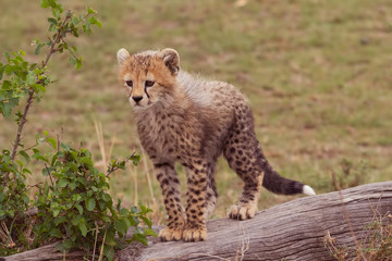 Cheetah cub playing on log