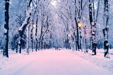 evening park after snowfall
