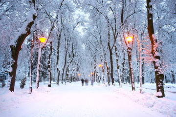 evening park after snowfall