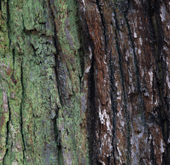 Textured and rough bark of the tree