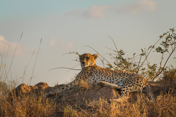 cheetah lying on a termite mound